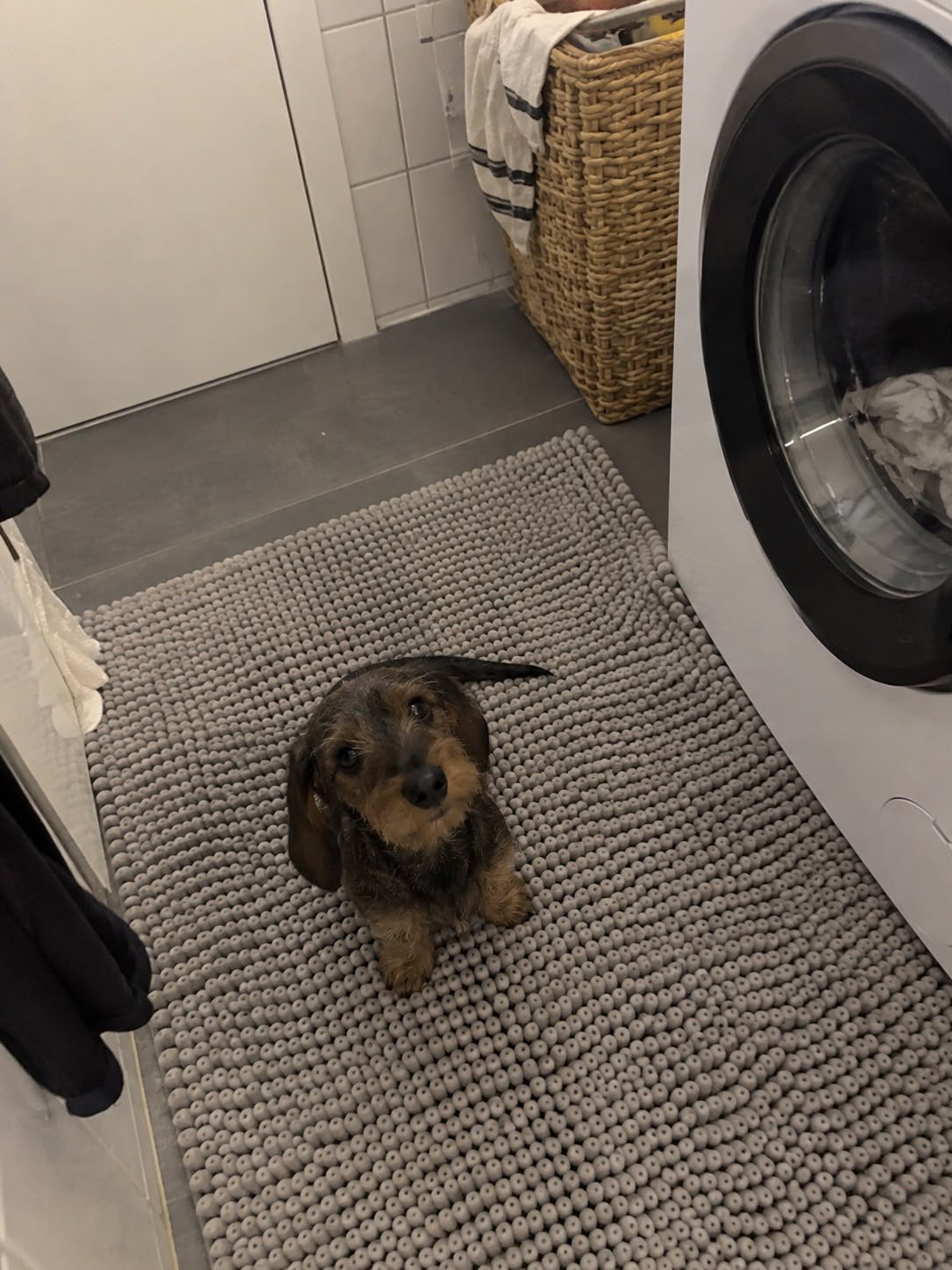 Tax sitter på en ljusgrå chenillematta bredvid tvättmaskinen